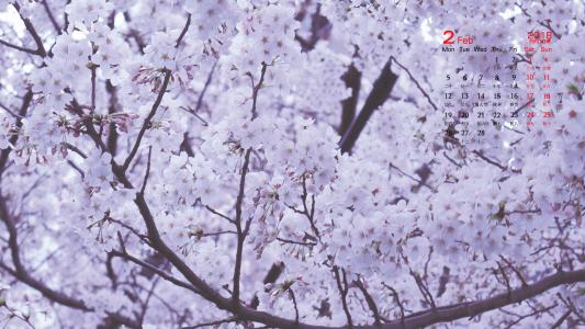樱花图片图片 _ 第(9)张