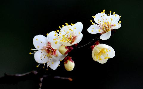 图片 _ 第(4)张