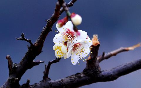 梅花图片 _ 第(5)张