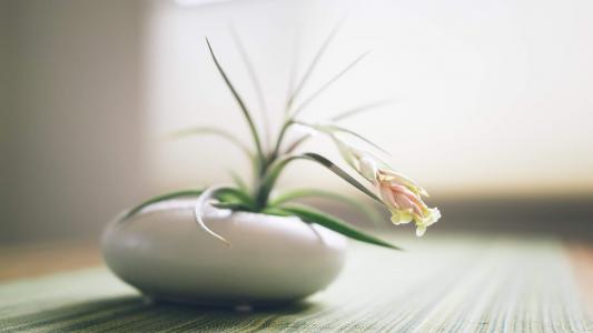 绿色植物盆栽清新摄影高清桌面壁纸下载第0张