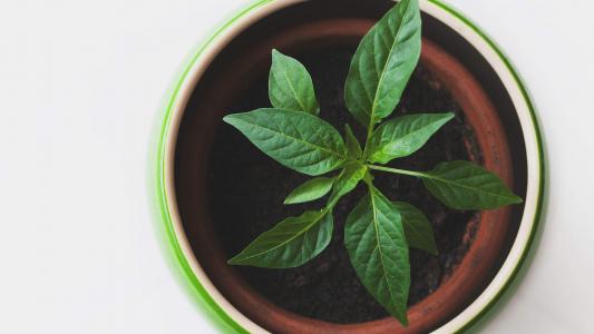 绿色植物盆栽清新摄影高清桌面壁纸下载第3张