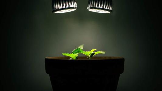 绿色植物盆栽清新摄影高清桌面壁纸下载第5张