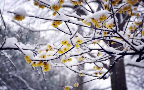 冬日雪景图片 _ 第(1)张