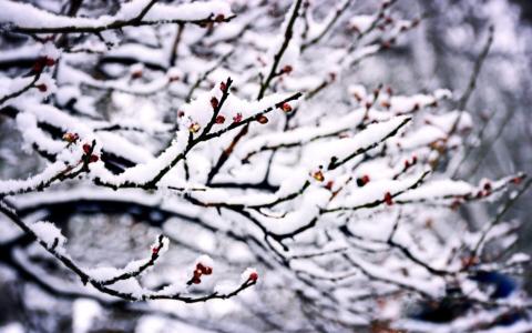 冬日雪景图片 _ 第(2)张