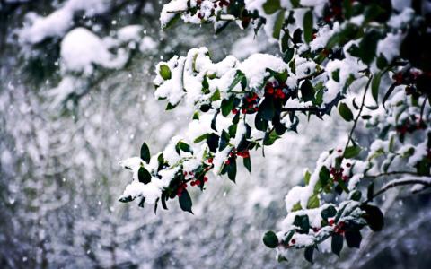 冬日雪景图片 _ 第(4)张