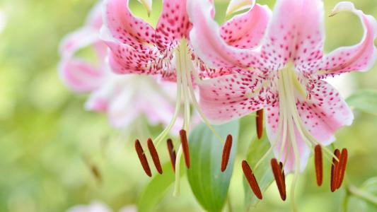 百合花第6张