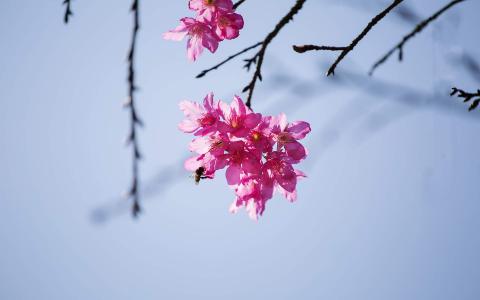 樱花图片图片 _ 第(1)张