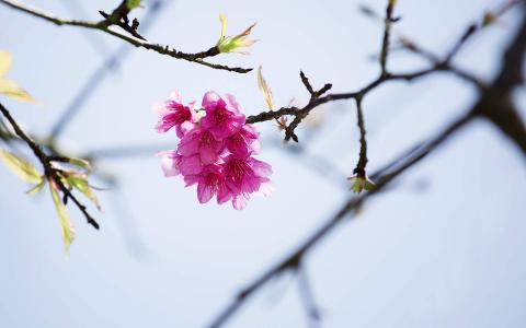 樱花图片图片 _ 第(3)张