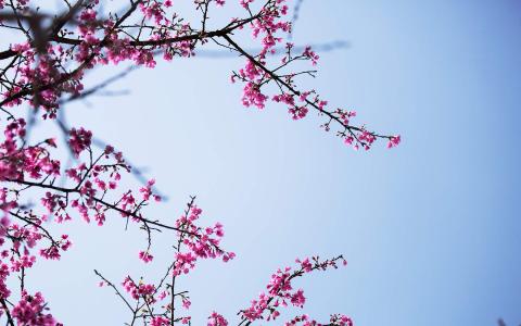 樱花图片图片 _ 第(5)张