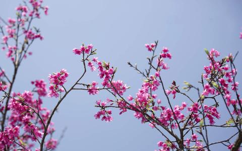 樱花图片图片 _ 第(6)张