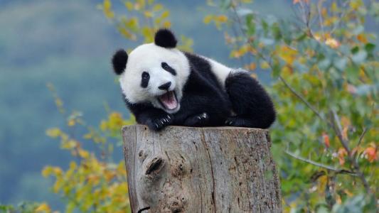 金馆长熊猫文字微信表情包：这是一个悲伤的故事！第2张