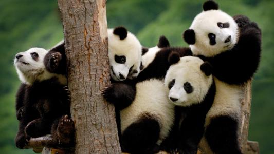 金馆长熊猫文字微信表情包：这是一个悲伤的故事！第6张