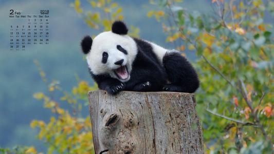 熊猫图片 _ 第(3)张