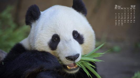 熊猫图片 _ 第(6)张