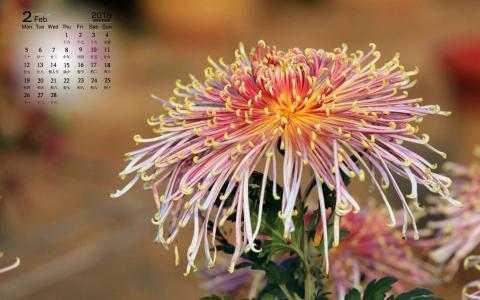 菊花图片 _ 第(1)张
