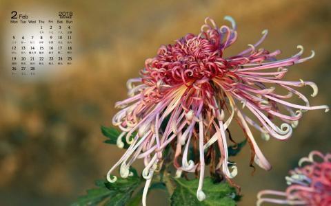 菊花图片 _ 第(7)张