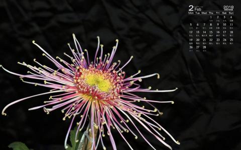 菊花图片 _ 第(9)张