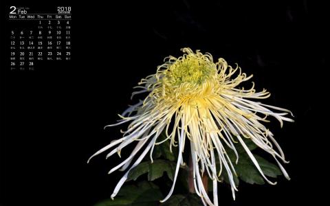 菊花图片 _ 第(10)张