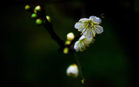 梅花图片 _ 第(6)张