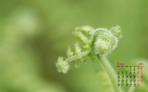 小清新植物嫩芽图片桌面壁纸第4张