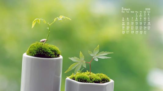 小清新植物嫩芽图片桌面壁纸第5张