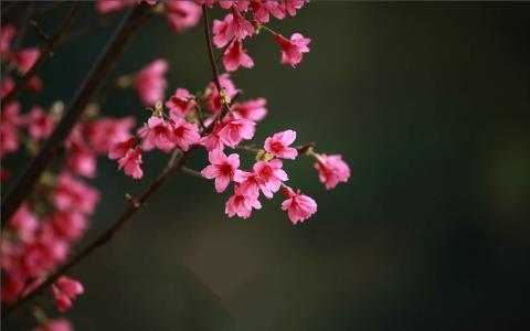 樱花唯美高清图片桌面壁纸第0张