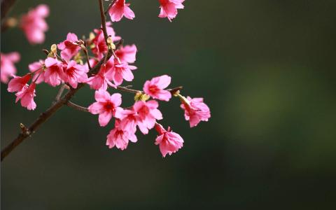 樱花唯美高清图片桌面壁纸第1张