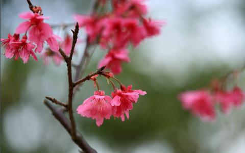 樱花唯美高清图片桌面壁纸第2张