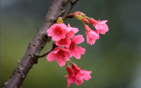 樱花唯美高清图片桌面壁纸第6张