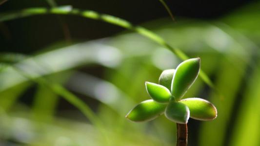 绿色嫩芽微距摄影图片电脑桌面壁纸第4张