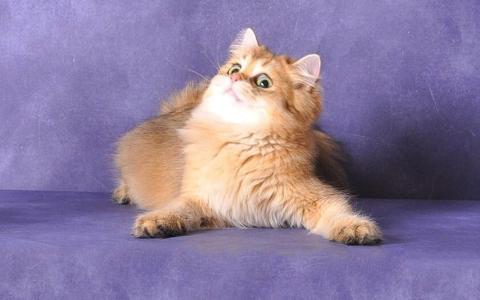 超可爱小猫图片高清手机壁纸第0张