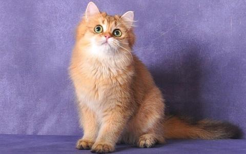 超可爱小猫图片高清手机壁纸第2张