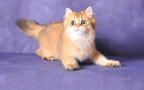 超可爱小猫图片高清手机壁纸第3张