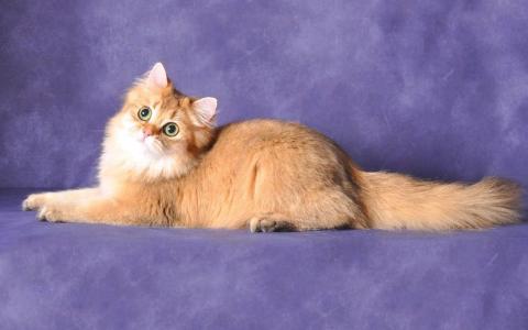超可爱小猫图片高清手机壁纸第6张
