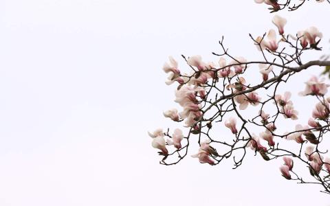 兰花图片 _ 第(1)张