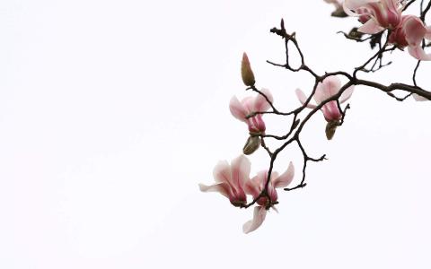 兰花图片 _ 第(3)张