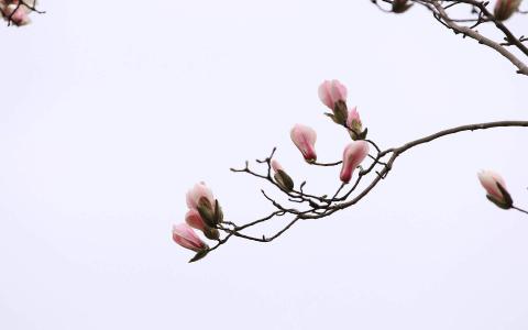 兰花图片 _ 第(4)张