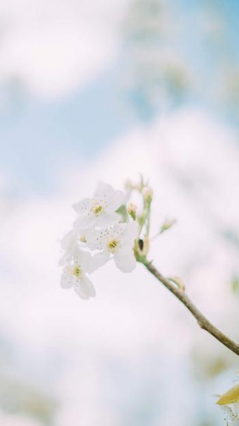 梨花图片图片 _ 第(2)张