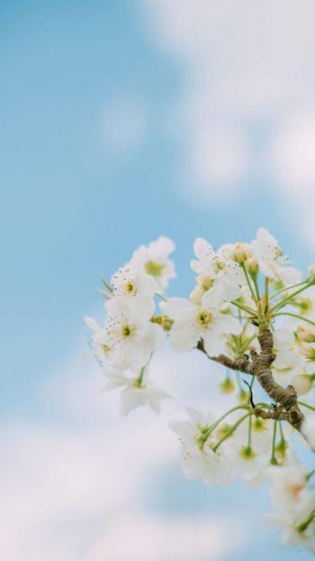 梨花图片图片 _ 第(4)张