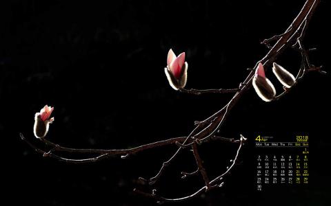 兰花图片 _ 第(5)张