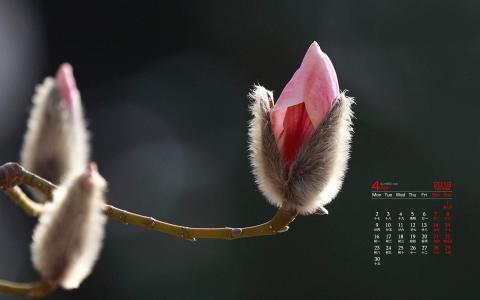 兰花图片 _ 第(6)张