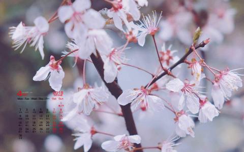 2018年4月樱花唯美日历图片桌面壁纸第4张