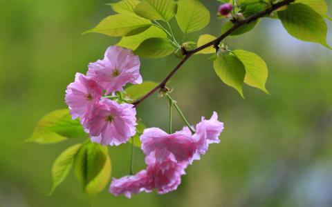 2016年11月日历小清新粉红樱花电脑桌面壁纸第0张
