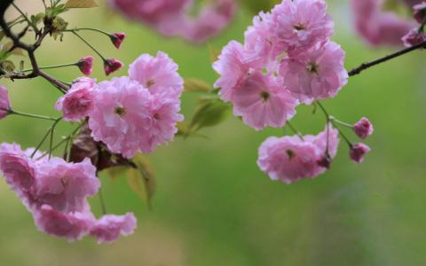 2016年11月日历小清新粉红樱花电脑桌面壁纸第2张