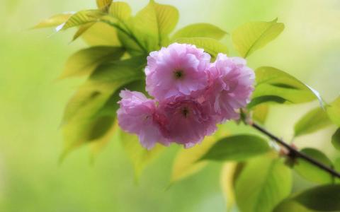 2016年11月日历小清新粉红樱花电脑桌面壁纸第5张