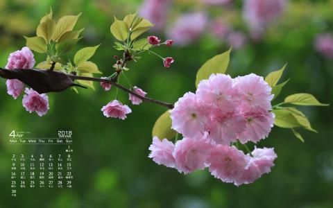 清新粉嫩的樱花图片桌面壁纸第3张