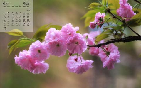 清新粉嫩的樱花图片桌面壁纸第6张