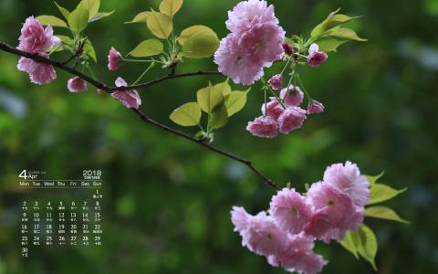 樱花图片 _ 第(10)张