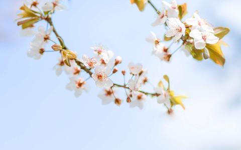 樱花图片图片 _ 第(9)张