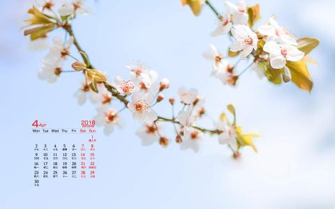 樱花图片图片 _ 第(1)张